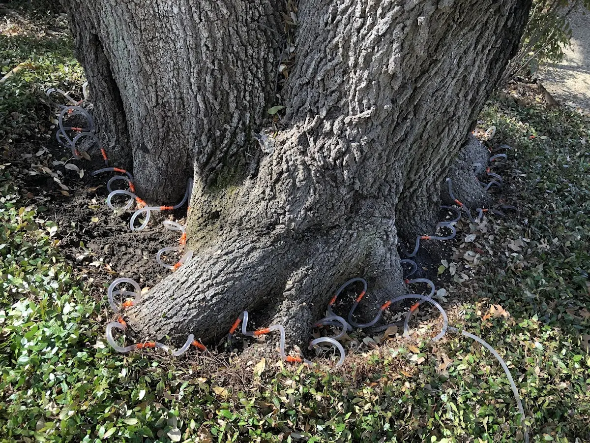Detailed Tree Cabling and Bracing job site in Youngstown